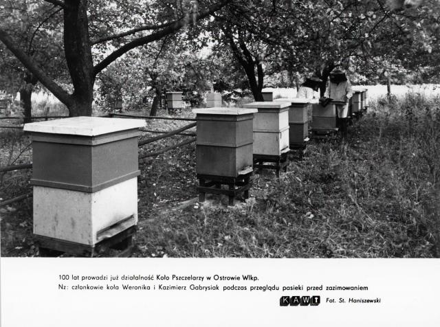 Pszczelarstwo on-line