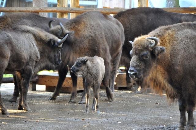 Zdj.-Alicja Antonowicz