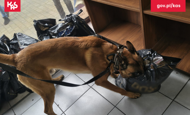 Wpadła przez Pandę