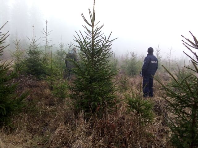 Sprawdzają choinki