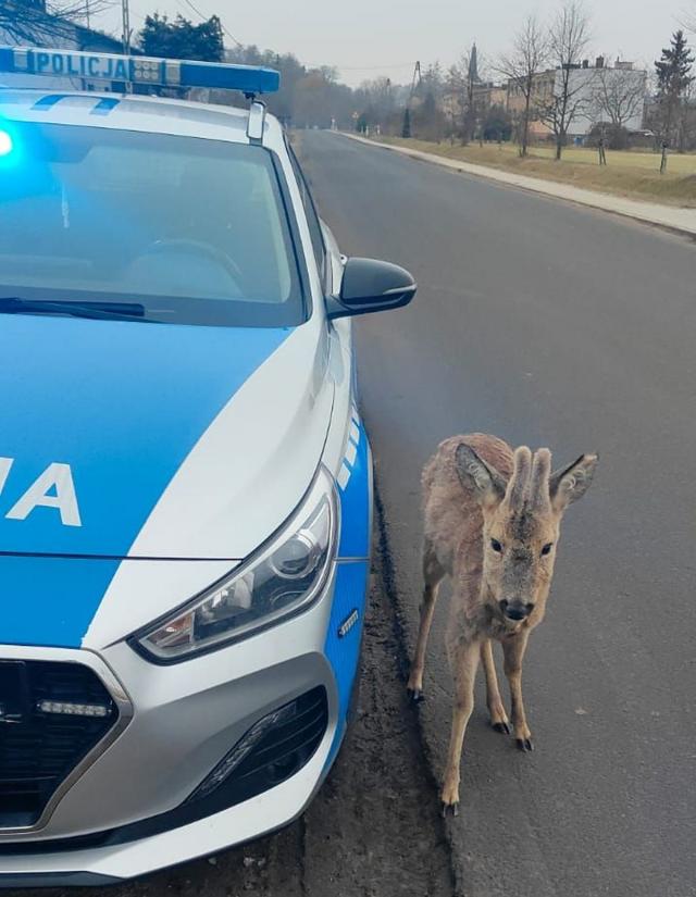 Koziołek w Kretkowie