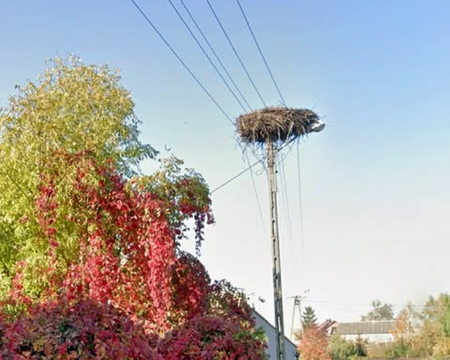 Boćki dla demografii