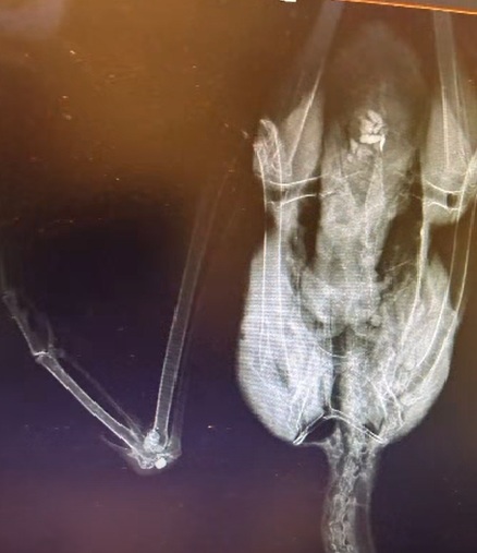 Strzelał do bociana