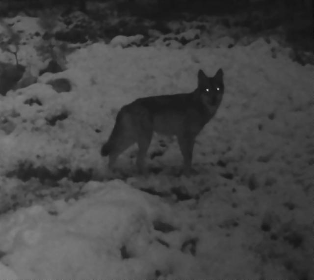 Wilki w pow. pleszewskim