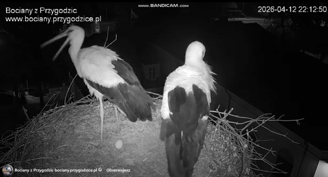 Jajo w centrum bitwy