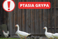 grafika: Starostwo Powiatowe w Kaliszu