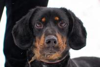 fot.: Schronisko dla bezdomnych zwierząt AZYL ZOO / FB