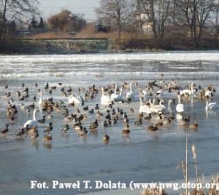 Fot: Paweł T. Dolata