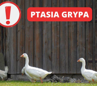 grafika: Starostwo Powiatowe w Kaliszu