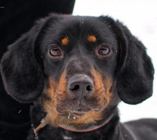 fot.: Schronisko dla bezdomnych zwierząt AZYL ZOO / FB