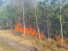 Płonął las